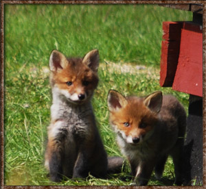 Idre Camping foxes fox wildlife