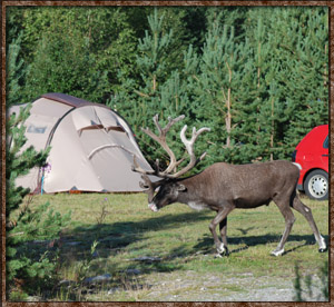Idre Camping reindeer