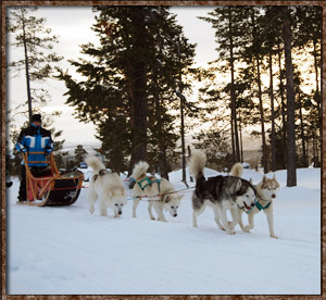 Idre camping langlaufen dogride dogtrip trip dogs sleigh sled husky