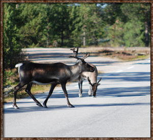 Idre Camping reindeers